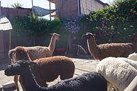 260928 Arequipa J_0010