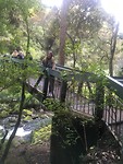 Whangarei Falls
