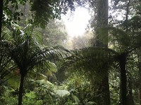 Puketi Forest