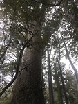 Puketi Forest