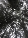 Puketi Forest