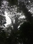 Puketi Forest