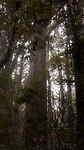 Puketi Forest