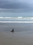 90 Mile Beach