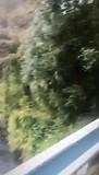 Whangarei Falls