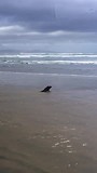 Seal at 90 Mile Beach