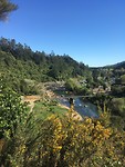 Hot Water Beach to Waitomo, stop at Kaimai-Mamku Forest