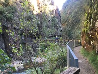 Hot Water Beach to Waitomo, stop at Kaimai-Mamku Forest