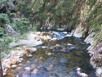 Hot Water Beach to Waitomo, stop at Kaimai-Mamku Forest