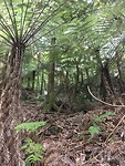 Waitomo