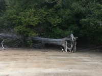 Paihia Hidden Beach(walk)