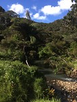 Lane Cove Track