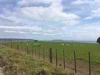Te Tii, Kerikeri - Drive