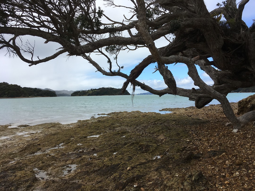 Whangaruru - Drive