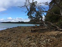 Whangaruru - Drive