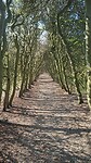 Bos Wageningen