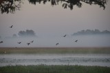 Ochtend mist tijdens sunrise cruise