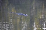 Zoetwater croc