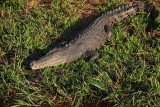 Grotere croc