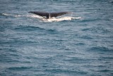 De staart van een humpback whale