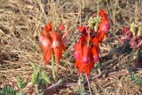 Wildflower