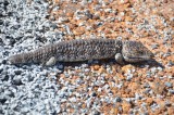 Lizzard op de weg