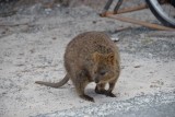 Quokko