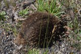 Echidna