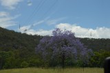 Jacaranda boom