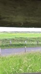 Vogels