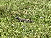 IMG_3459