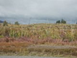 landschap