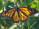 vlinder