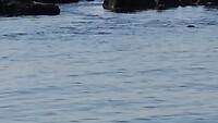 whale watching