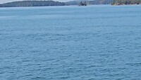 whale watching