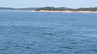 whale watching