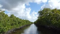 Everglades