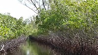 Everglades