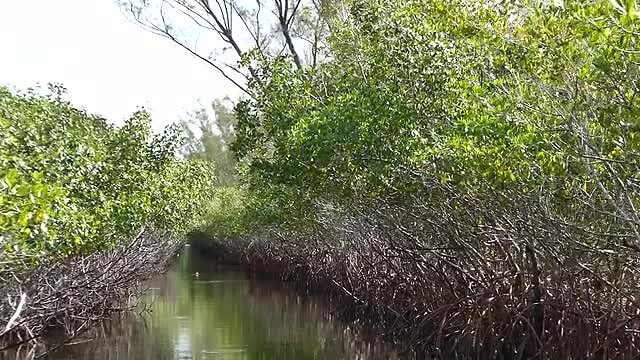 Everglades