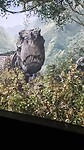 king kong