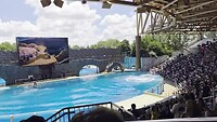 orca show
