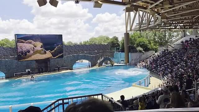 orca show