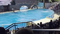 orca show