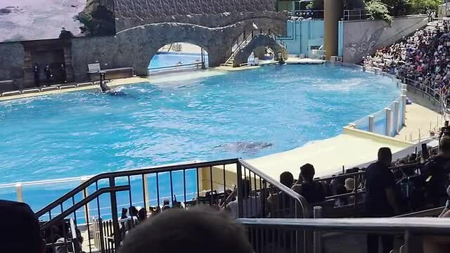 orca show