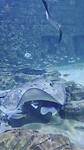 aquarium
