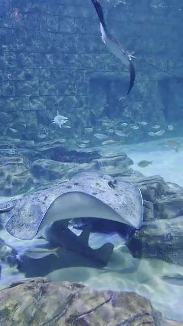 aquarium