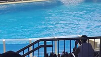 orca show