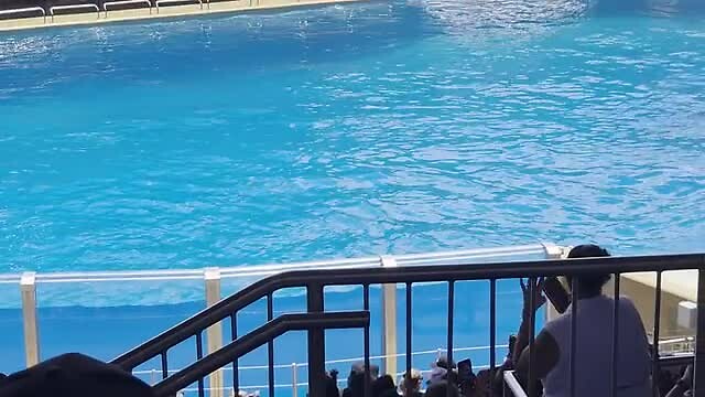 orca show