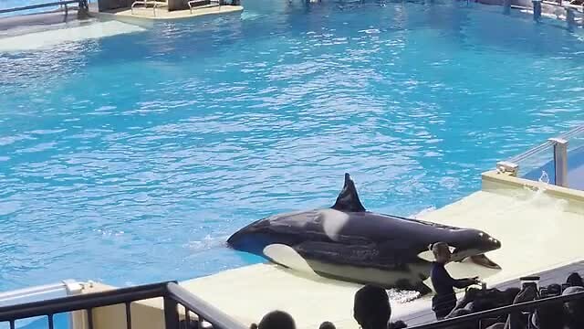 orca show