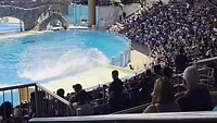 orca show